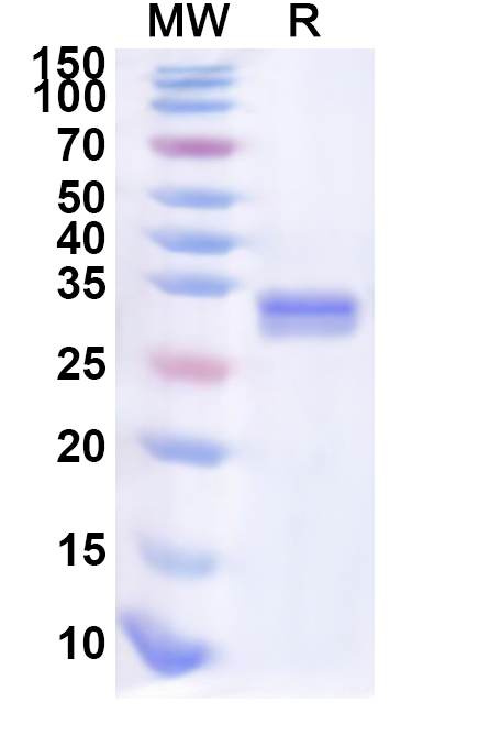 SDS-PAGE for Recombinant Human PCGF3 Protein, N-His