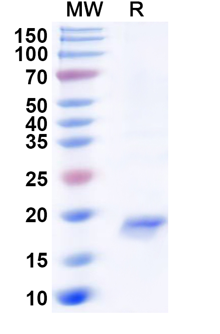 SDS-PAGE for Recombinant Human PLA2G5 Protein, N-His