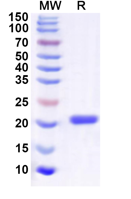 SDS-PAGE for Recombinant Human POLR2F Protein, C-His