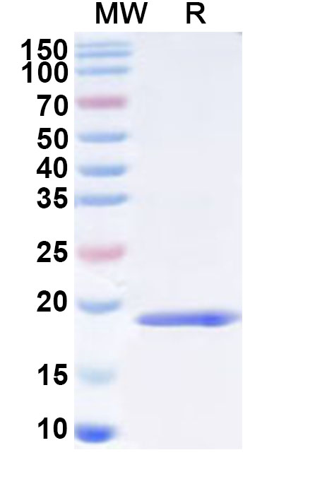 SDS-PAGE for Recombinant Human POLR2H Protein, N-His