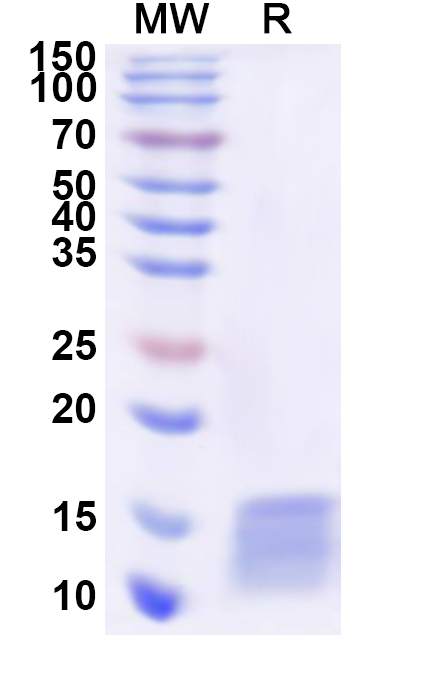 SDS-PAGE for Recombinant Human POLR2J Protein, N-His