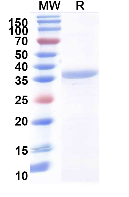 SDS-PAGE for Recombinant Human PON2 Protein, N-His