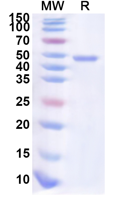 SDS-PAGE for Recombinant Human POU2AF1 Protein, N-His-KSI