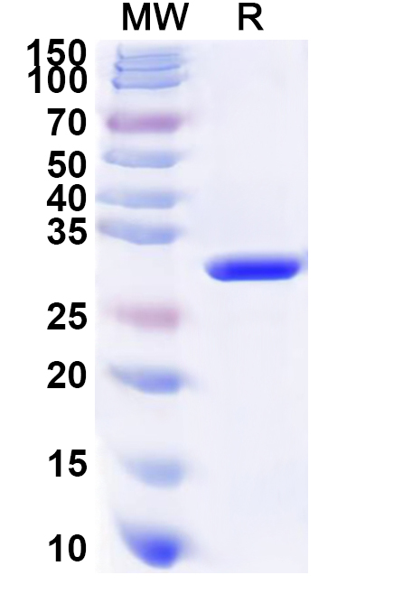 SDS-PAGE for Recombinant Human PSMA2 Protein, N-His