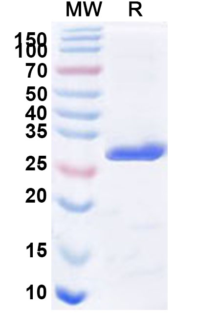 SDS-PAGE for Recombinant Human PSME1 Protein, N-His