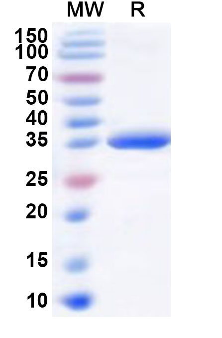 SDS-PAGE for Recombinant Human RBM33 Protein, N-GST & C-His