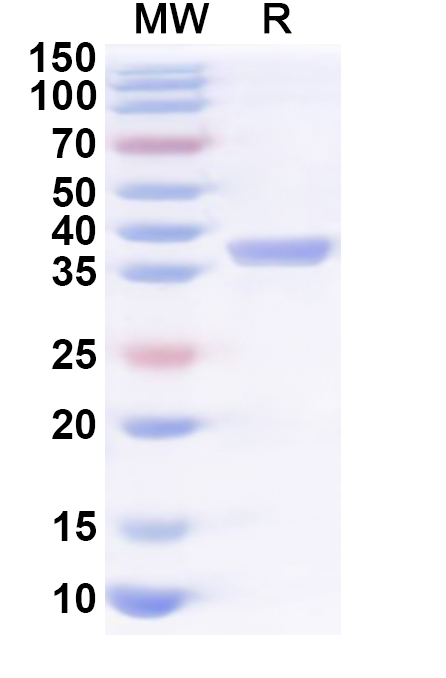 SDS-PAGE for Recombinant Human REL Protein, N-His