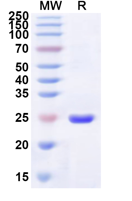 SDS-PAGE for Recombinant Human RHO Protein, N-His-KSI