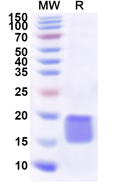 SDS-PAGE for Recombinant Human RPS13 Protein, N-His
