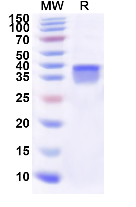 SDS-PAGE for Recombinant Human RPS25 Protein, N-GST & C-His