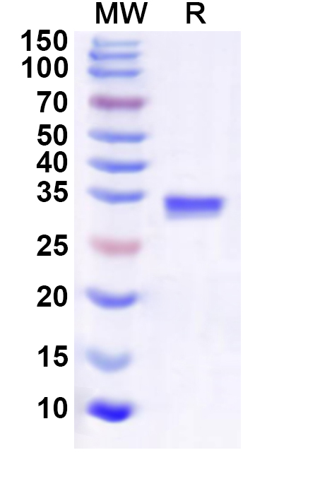 SDS-PAGE for Recombinant Human RPS28 Protein, N-GST & C-His
