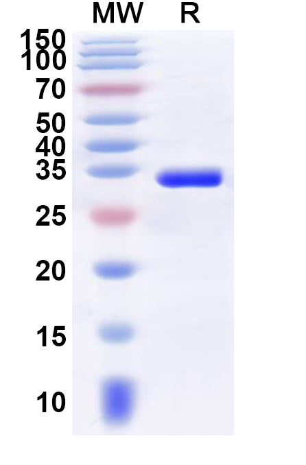 SDS-PAGE for Recombinant Human SAFB Protein, N-GST & C-His