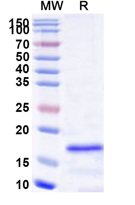 SDS-PAGE for Recombinant Human SAP18 Protein, N-His