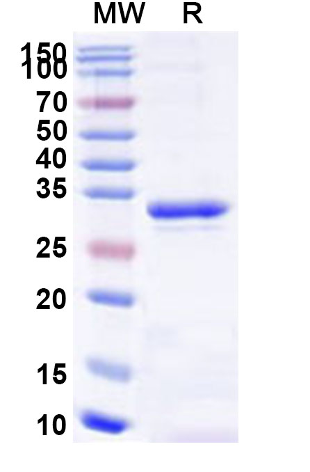 SDS-PAGE for Recombinant Human SEC16A Protein, N-His