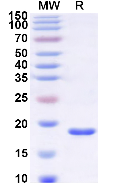 SDS-PAGE for Recombinant Human SEC24A Protein, N-His