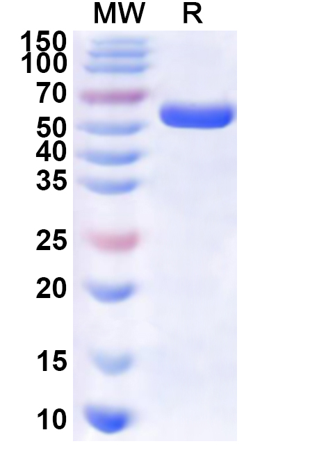 SDS-PAGE for Recombinant Human SF3A3 Protein, N-His