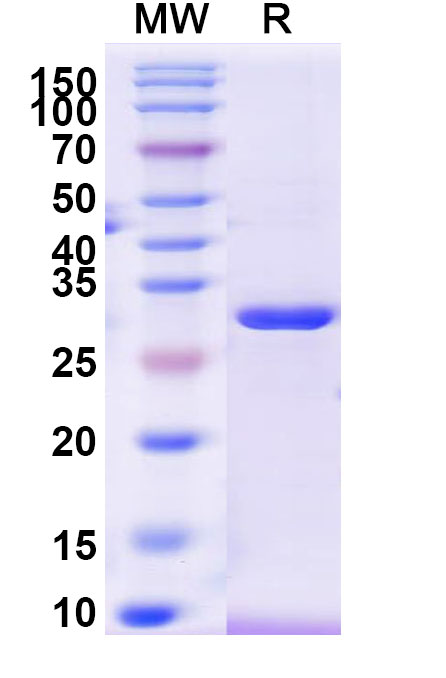 SDS-PAGE for Recombinant Human SFN, N-His