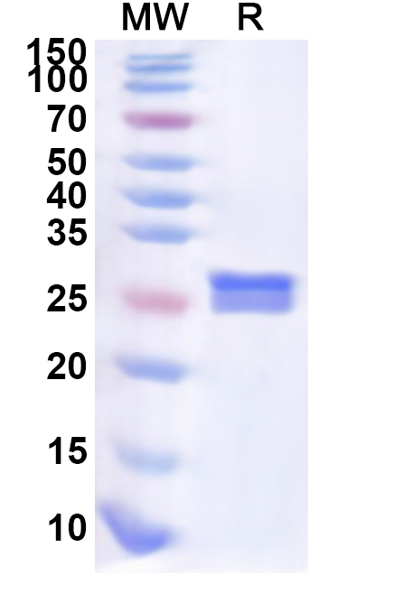 SDS-PAGE for Recombinant Human SGCA Protein, N-His