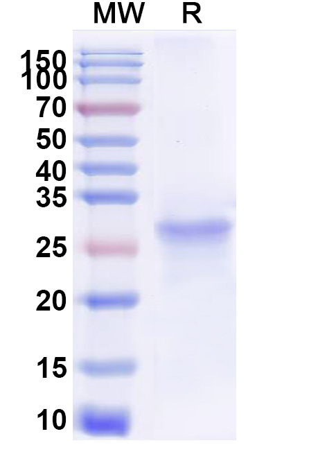 SDS-PAGE for Recombinant Human SH2B3, N-His