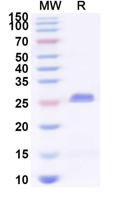 SDS-PAGE for Recombinant Human SLAMF8 Protein, N-His