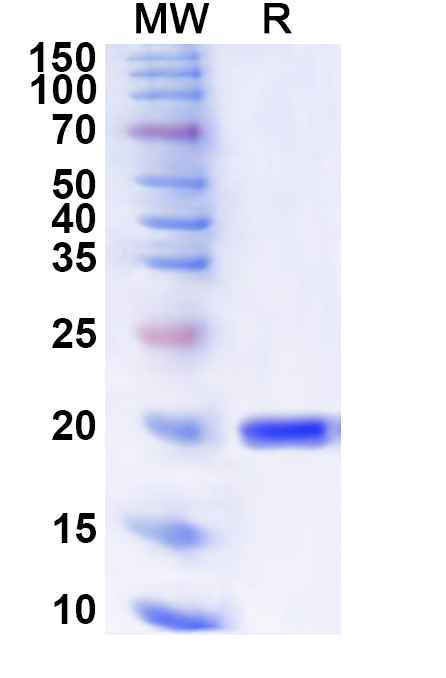SDS-PAGE for Recombinant Human SLBP Protein, N-His