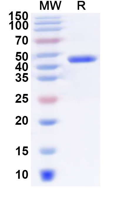 SDS-PAGE for Recombinant Human SLC10A2 Protein, N-GST & C-His