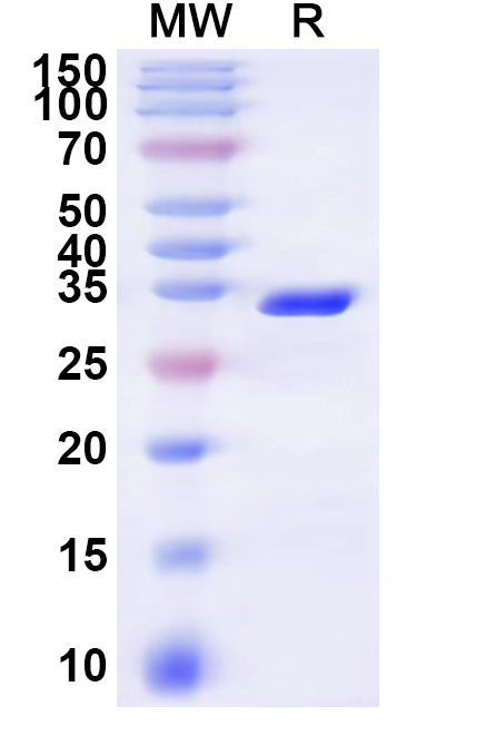 SDS-PAGE for Recombinant Human SLC6A6 Protein, N-GST & C-His
