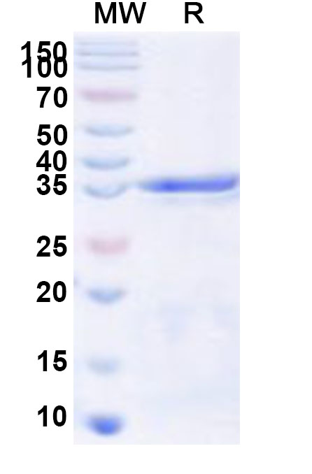 SDS-PAGE for Recombinant Human SNRPF Protein, N-GST & C-His