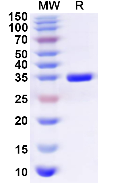 SDS-PAGE for Recombinant Human SRSF3 Protein, N-GST & C-His