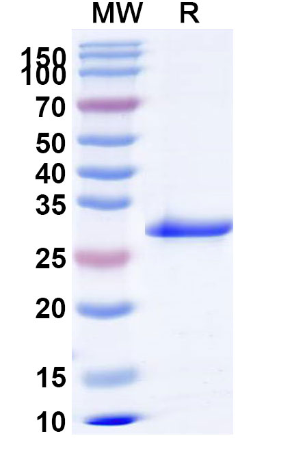 SDS-PAGE for Recombinant Human TPO Protein, N-His-SUMO