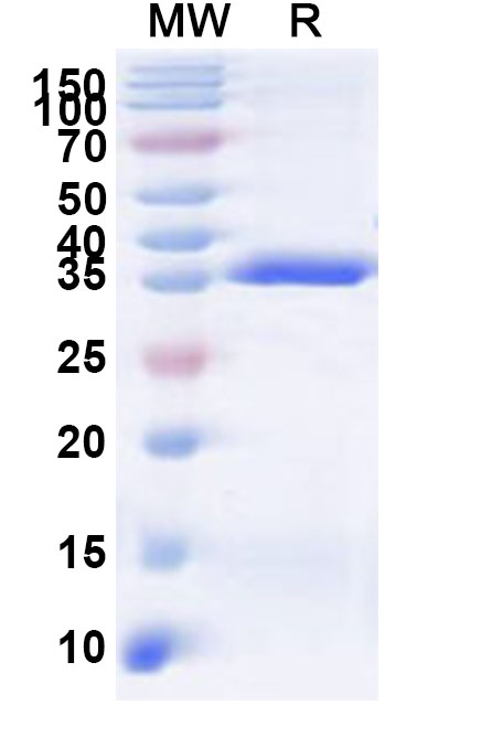 SDS-PAGE for Recombinant Human TRA2A Protein, N-GST & C-His