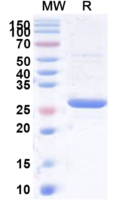 SDS-PAGE for Recombinant Human TSN Protein, N-His
