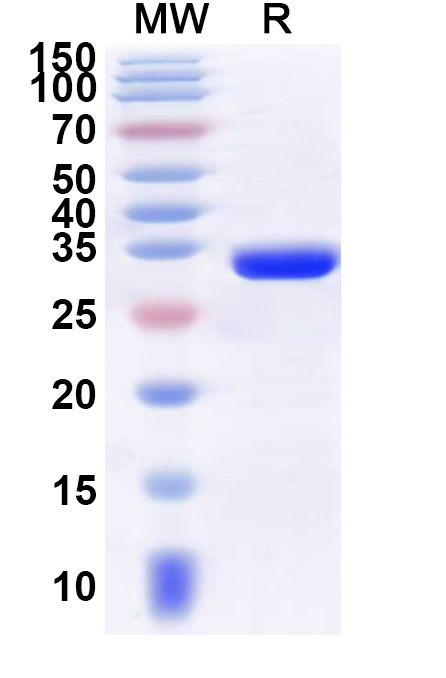 SDS-PAGE for Recombinant Human UBAP2L Protein, N-GST & C-His