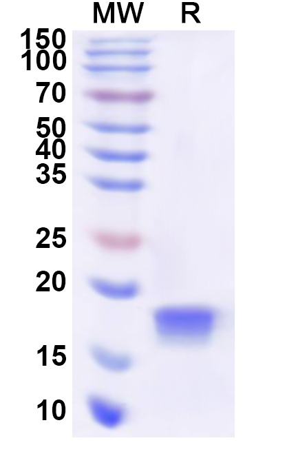 SDS-PAGE for Recombinant Human UBE2N Protein, N-His