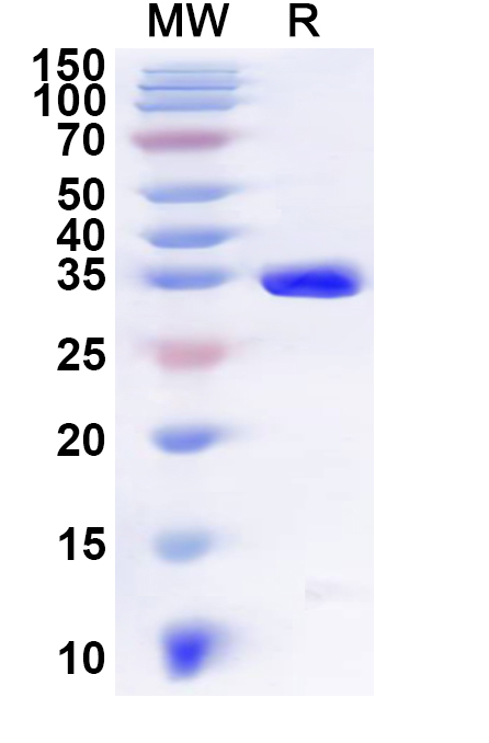 SDS-PAGE for Recombinant Human UBXN2B Protein, N-GST & C-His