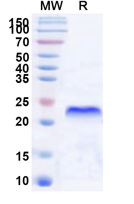 SDS-PAGE for Recombinant Human XAF1 Protein, N-His