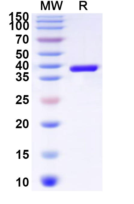 SDS-PAGE for Recombinant Human YAF2 Protein, N-His-KSI