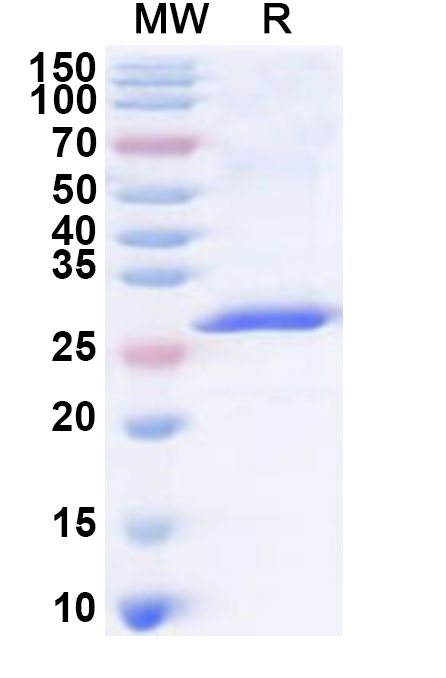 SDS-PAGE for Recombinant Influenza B virus (Flu B) Matrix protein M1 Protein, N-His