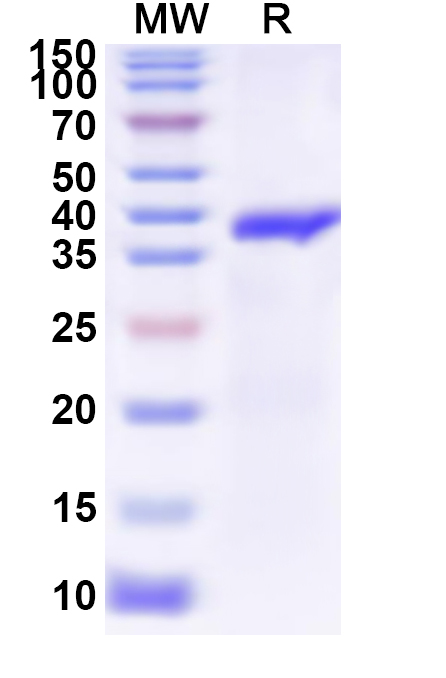 SDS-PAGE for Recombinant JEV Peptide pr Protein, N-GST & C-His