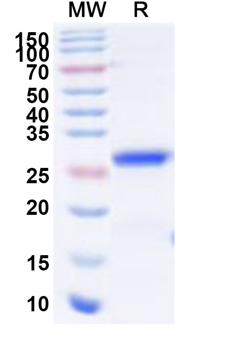 SDS-PAGE for Recombinant PCV2 Cap/Capsid protein Protein, C-His