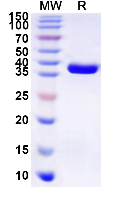 SDS-PAGE for Recombinant Sapporo virus VPg Protein, N-GST & C-His