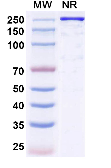 SDS-PAGE for Research Grade Reflocibart