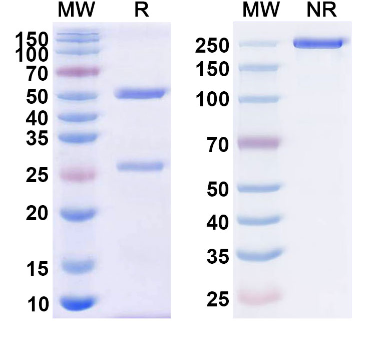 SDS-PAGE for Regavirumab Biosimilar - Anti-gB;Envelope glycoprotein B mAb - Research Grade
