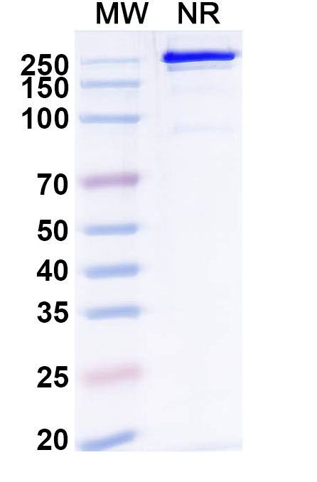 SDS-PAGE for Research Grade Remternetug