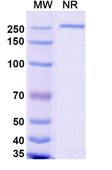 SDS-PAGE for Research Grade Renvistobart