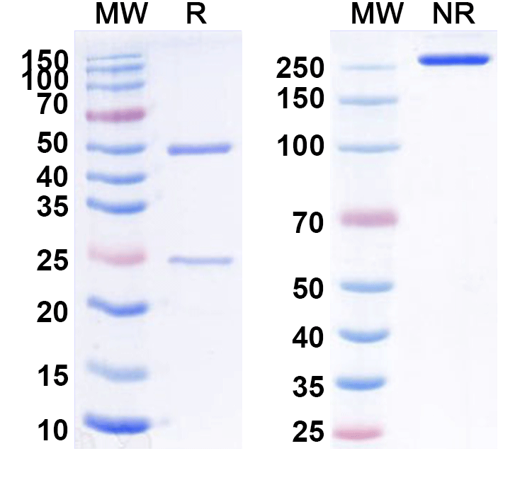 SDS-PAGE for Research Grade Anti-Human CD198/CCR8 (GS-1811/JTX-1811)