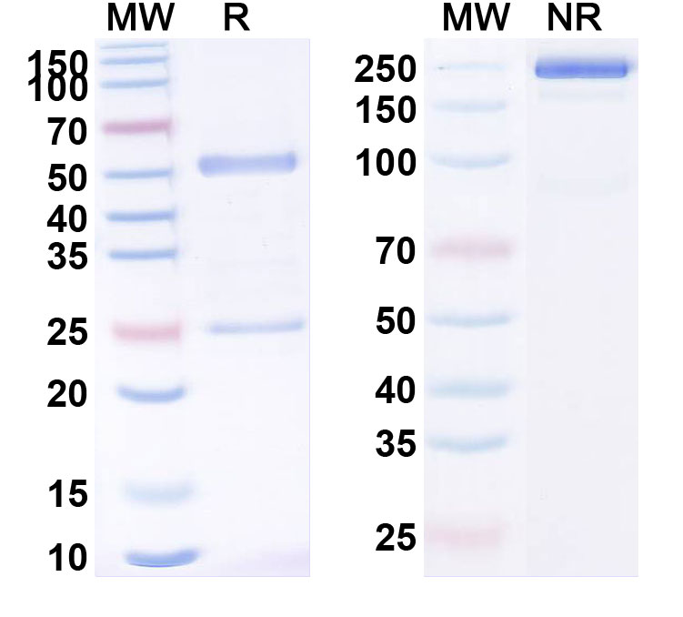 SDS-PAGE for Begelomab Biosimilar - Anti-CD26;DPP4 mAb - Research Grade