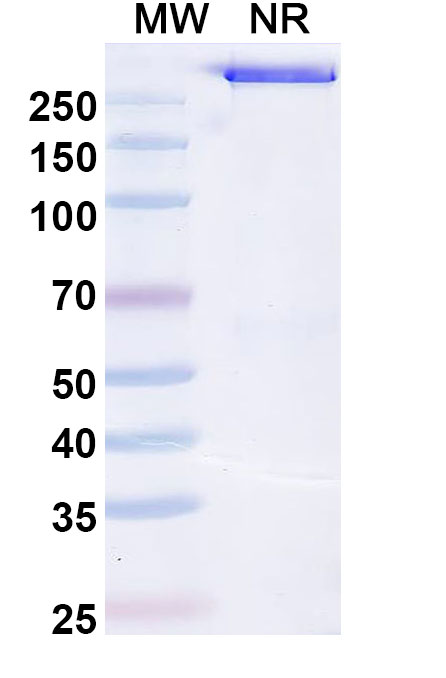 SDS-PAGE for Research Grade Olamkicept