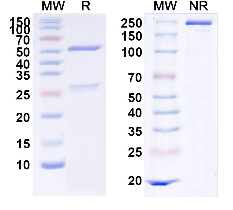 SDS-PAGE for Reslizumab Biosimilar - Anti-IL5 mAb - Research Grade
