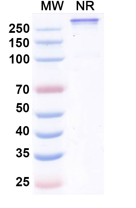 SDS-PAGE for Research Grade Retlirafusp Alfa